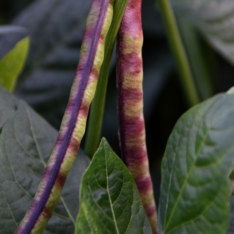 Organic Mississippi Purple Cowpeas Beans, additional product view 2