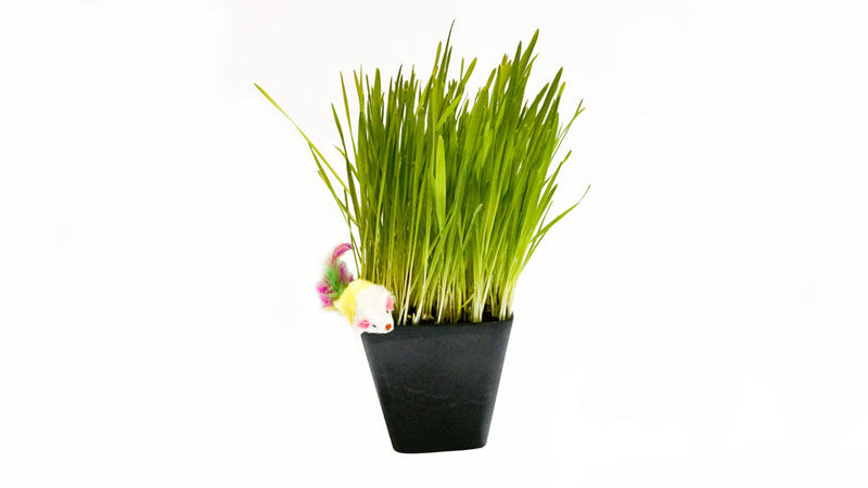 Load image into Gallery viewer, Cat Grass Blend - Non-GMO - Certified Organic - Bonus CAT Toy
