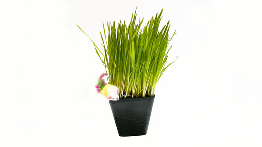 Cat Grass Blend - Non-GMO - Certified Organic - Bonus CAT Toy