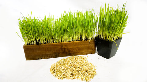 Cat Grass Blend - Non-GMO - Certified Organic - Bonus CAT Toy, additional product view 2