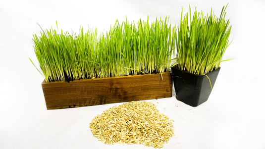 Cat Grass Blend - Non-GMO - Certified Organic - Bonus CAT Toy, additional product view 2