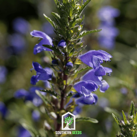 Dragonhead Moldavian Balm 50 Seeds
