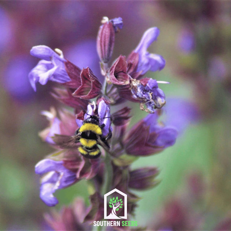 Load image into Gallery viewer, Dragonhead Moldavian Balm – 50 Seeds
