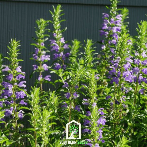 Dragonhead Moldavian Balm – 50 Seeds, additional product view 2
