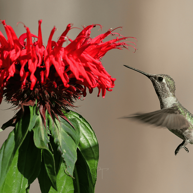 Load image into Gallery viewer, Monarda Bee Balm Mix – 20 Seeds
