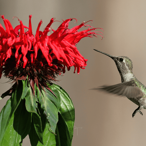 Monarda Bee Balm Mix – 20 Seeds, additional product view 2