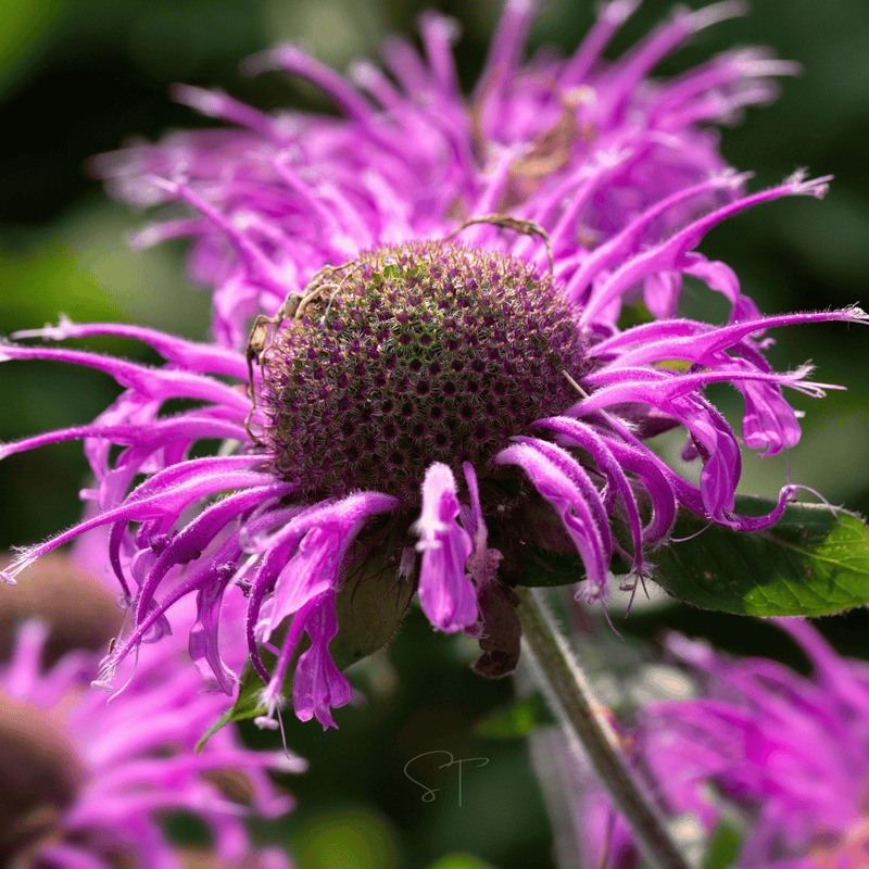 Load image into Gallery viewer, Monarda Bee Balm Mix – 20 Seeds
