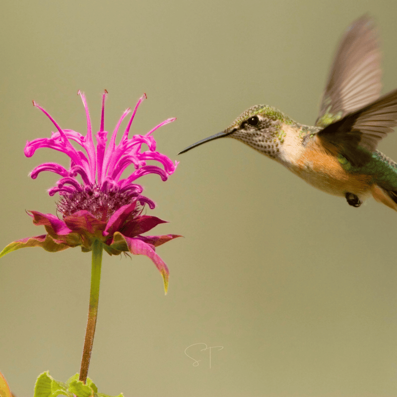 Load image into Gallery viewer, Monarda Bee Balm Mix – 20 Seeds
