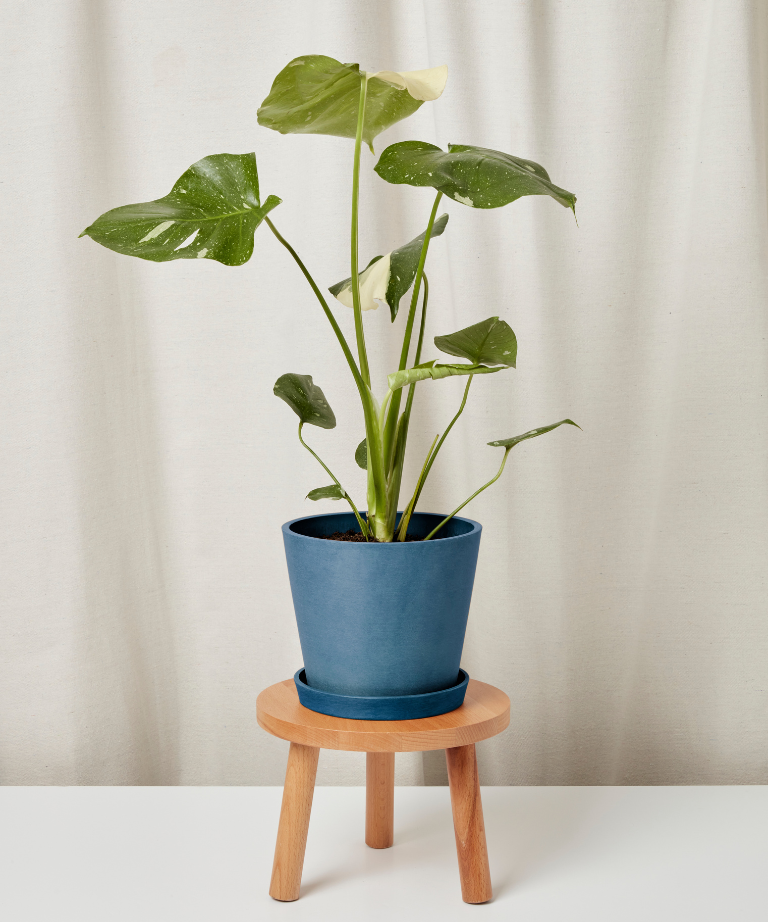 Load image into Gallery viewer, Monstera Thai Constellation
