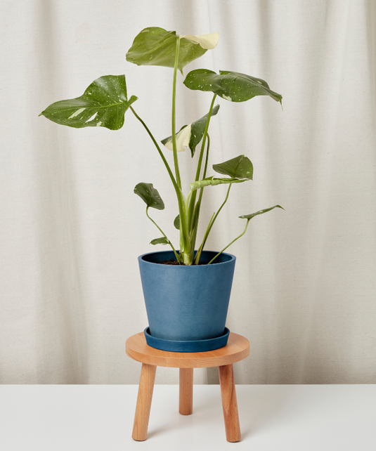 Monstera Thai Constellation