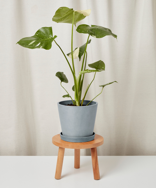 Monstera Thai Constellation