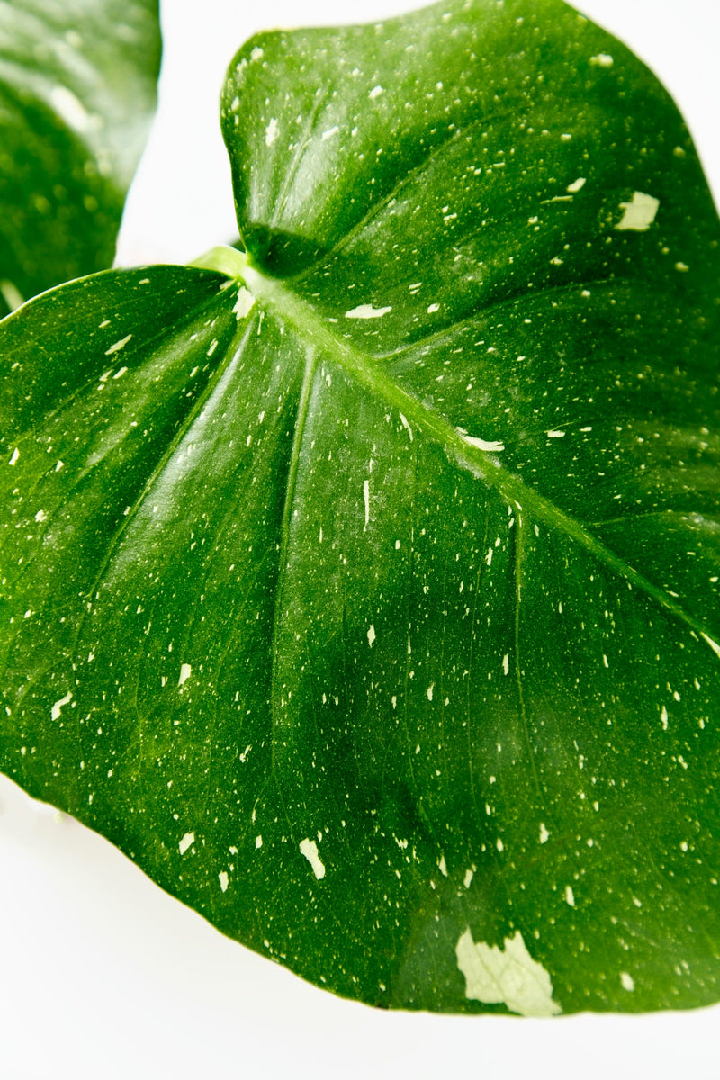 Load image into Gallery viewer, Monstera Thai Constellation
