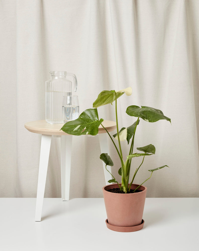 Load image into Gallery viewer, Monstera Thai Constellation
