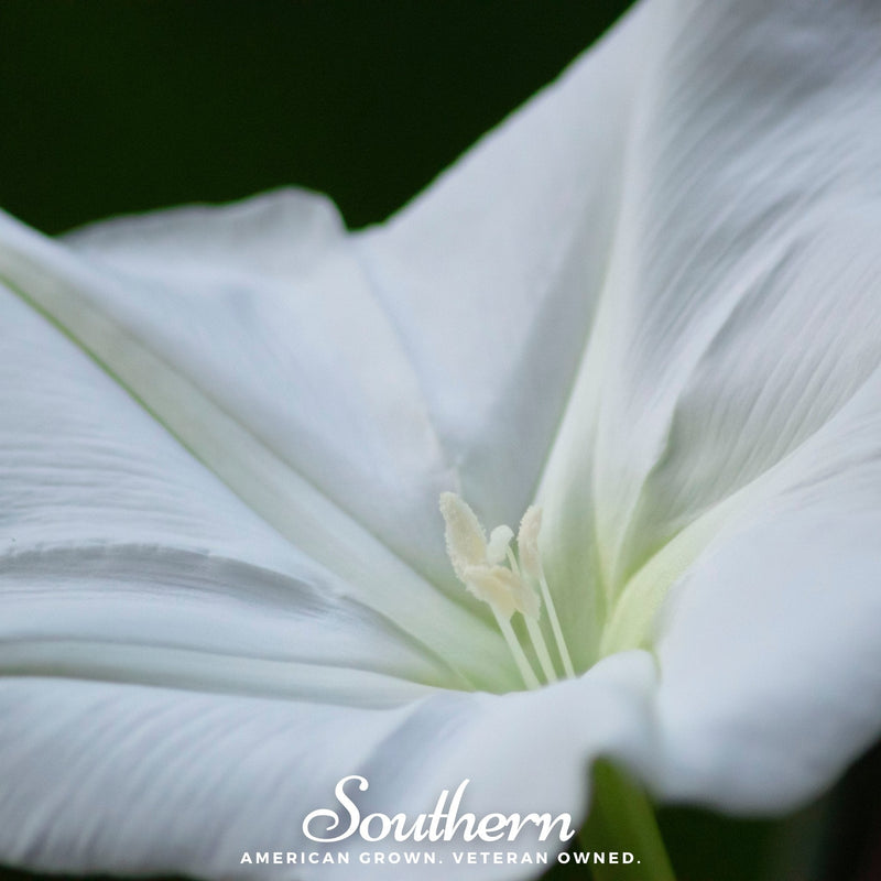 Load image into Gallery viewer, Moonflower – 25 Seeds
