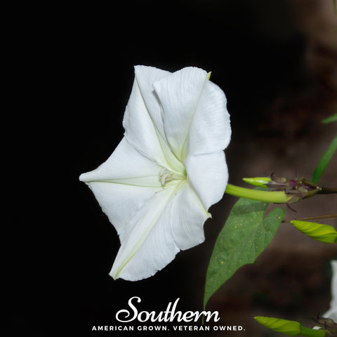 Moonflower 25 Seeds