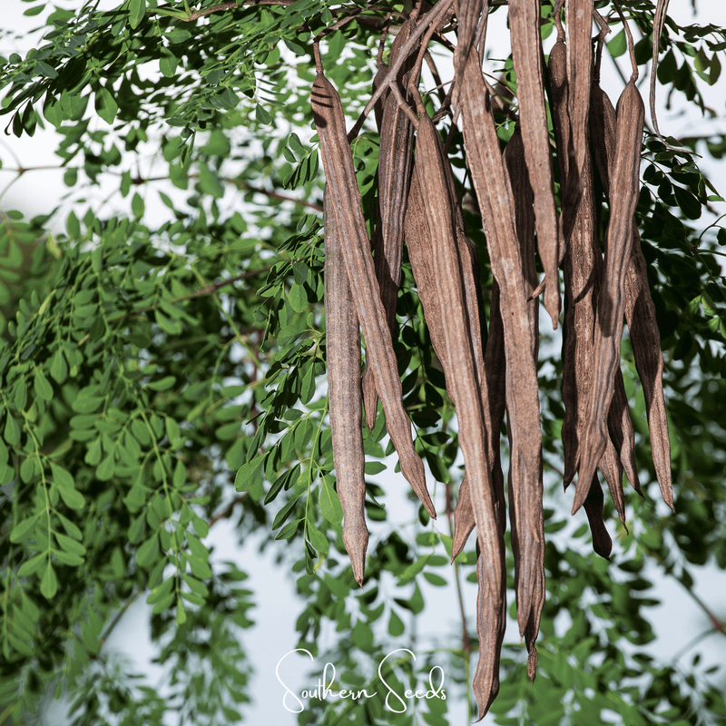 Load image into Gallery viewer, Moringa – 10 Seeds
