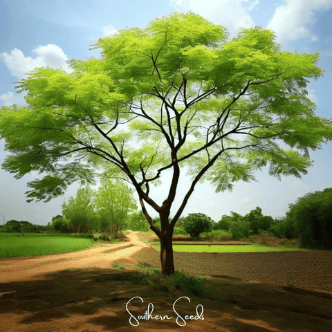 Moringa – 10 Seeds, additional product view 2
