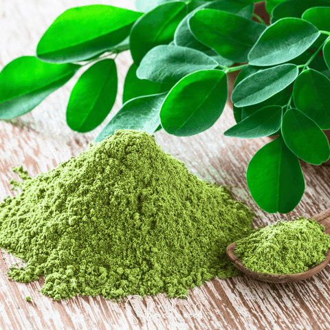 Moringa 10 Seeds
