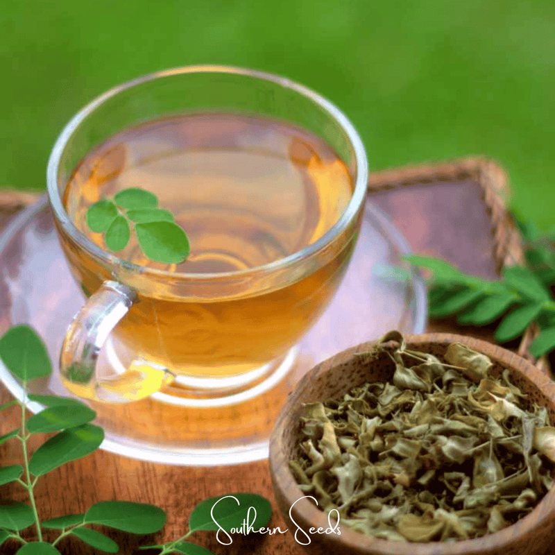Load image into Gallery viewer, Moringa – 10 Seeds
