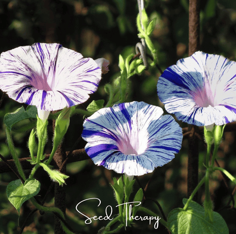 Harlequin Mix Morning Glory 25 Seeds