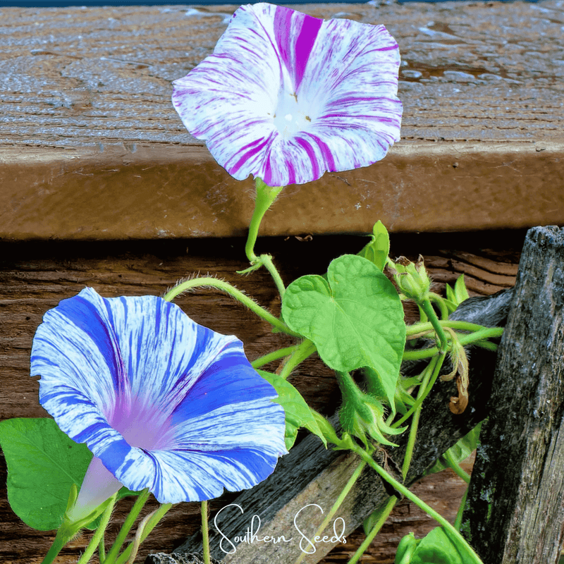 Load image into Gallery viewer, Harlequin Mix Morning Glory – 25 Seeds
