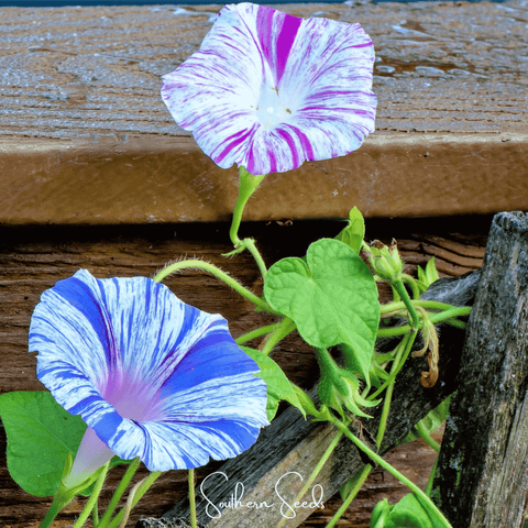 Harlequin Mix Morning Glory – 25 Seeds, additional product view 2