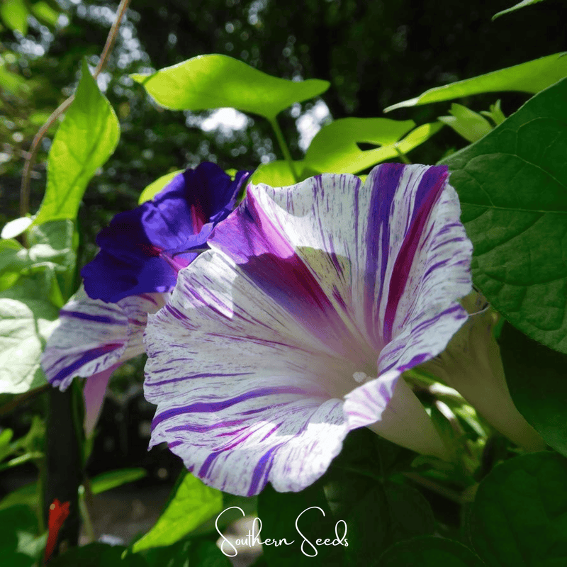 Load image into Gallery viewer, Harlequin Mix Morning Glory – 25 Seeds
