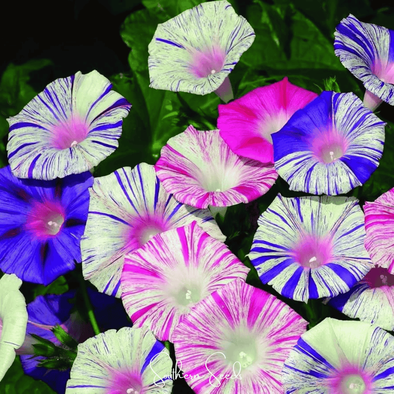 Load image into Gallery viewer, Harlequin Mix Morning Glory – 25 Seeds
