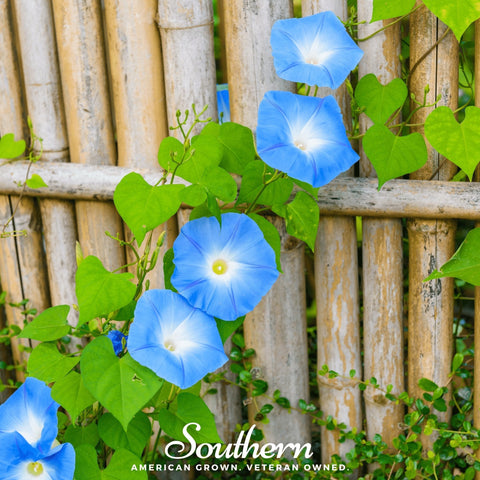 Heavenly Blue Morning Glory seeds package, 50 count, GrowTime Garden Supply