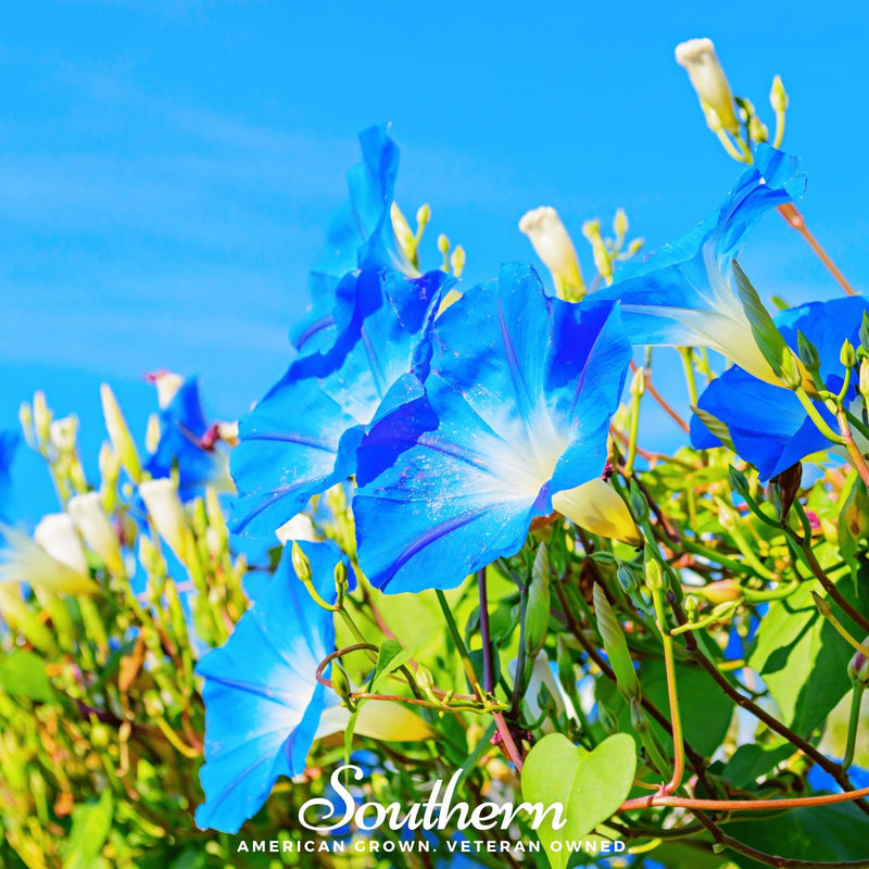 Load image into Gallery viewer, Heavenly Blue Morning Glory – 50 Seeds
