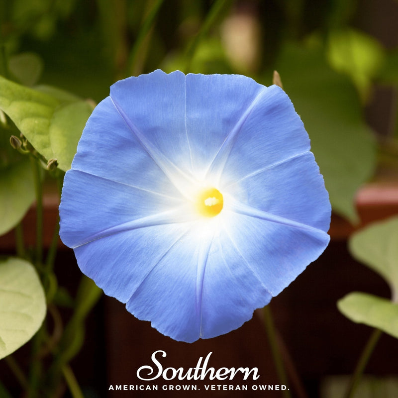 Load image into Gallery viewer, Heavenly Blue Morning Glory – 50 Seeds
