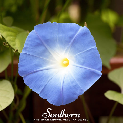 Heavenly Blue Morning Glory – 50 Seeds, additional product view 2