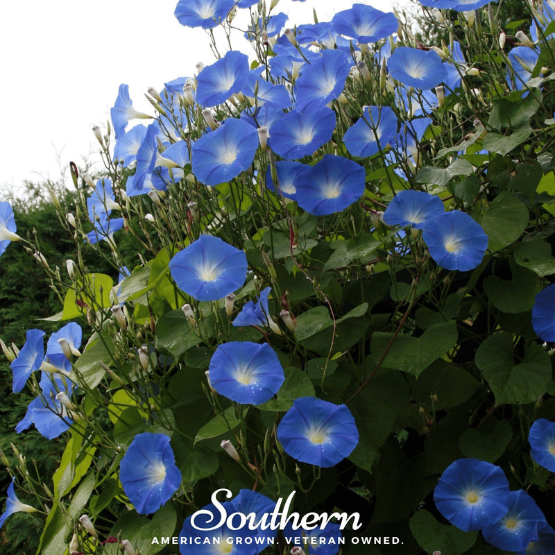 Load image into Gallery viewer, Heavenly Blue Morning Glory – 50 Seeds
