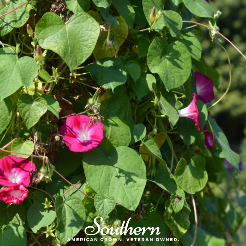Load image into Gallery viewer, Scarlett O’Hara Morning Glory – 50 Seeds
