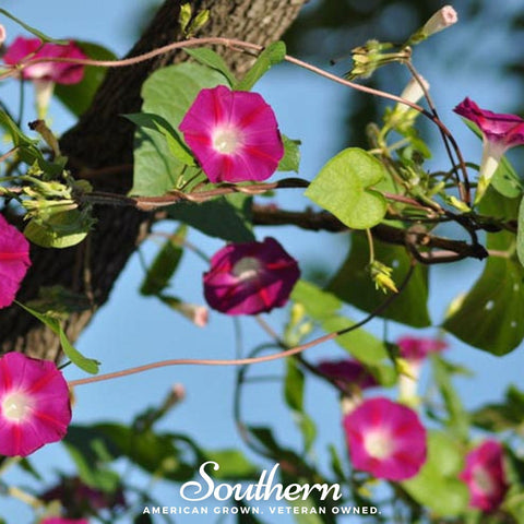 Scarlett O'Hara Morning Glory – 50 Seeds, additional product view 2