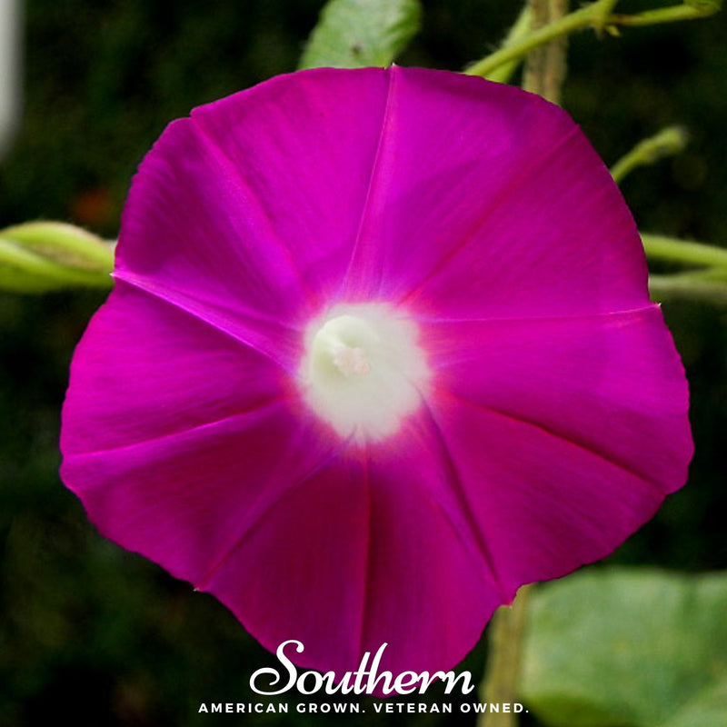 Load image into Gallery viewer, Scarlett O’Hara Morning Glory – 50 Seeds
