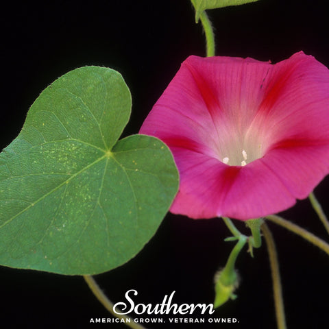 Scarlett O'Hara Morning Glory 50 Seeds