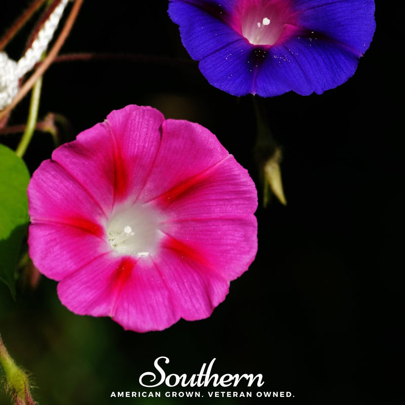 Load image into Gallery viewer, Scarlett O’Hara Morning Glory – 50 Seeds
