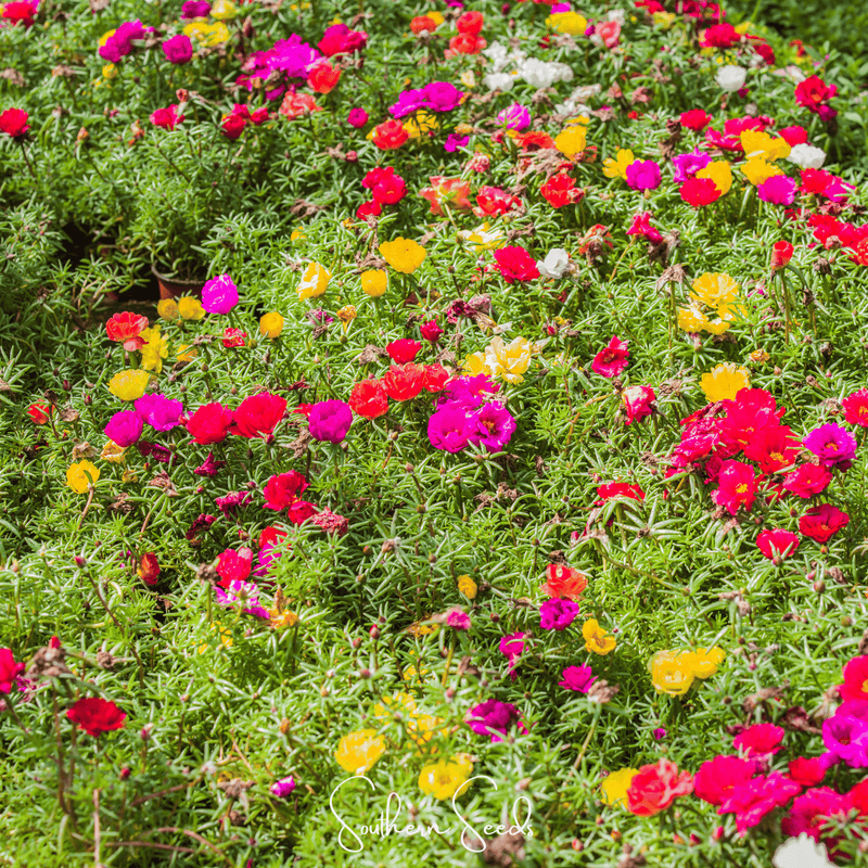 Load image into Gallery viewer, Moss Rose Mix – 250 Seeds
