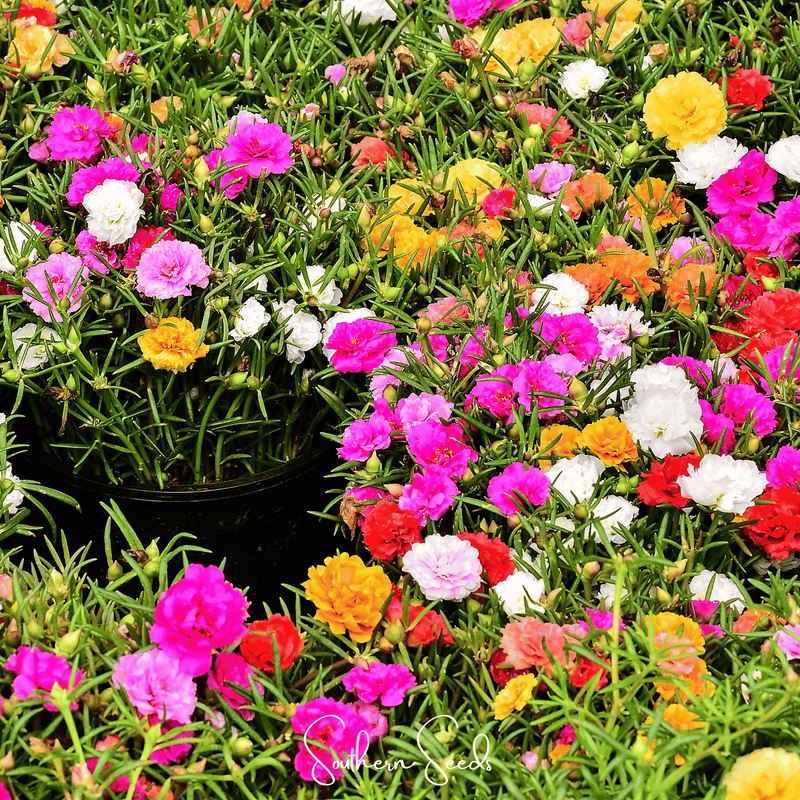Load image into Gallery viewer, Moss Rose Mix – 250 Seeds
