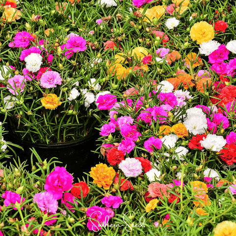 Moss Rose Mix – 250 Seeds, additional product view 2