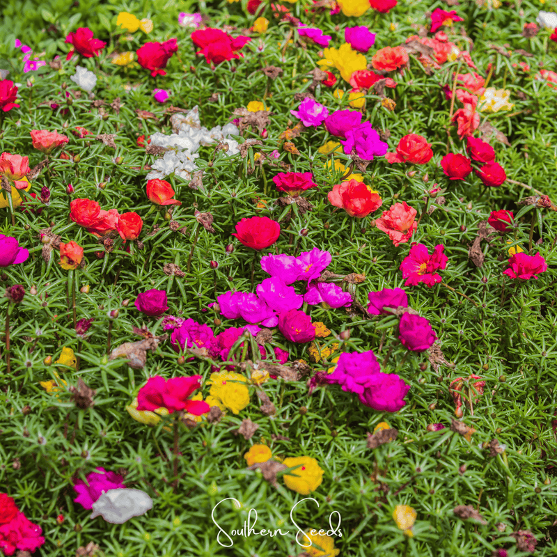 Load image into Gallery viewer, Moss Rose Mix – 250 Seeds
