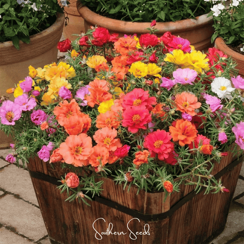 Moss Rose Mix 250 Seeds