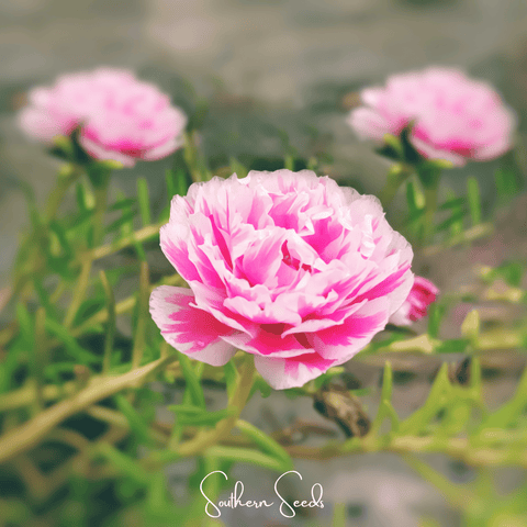 Pink Moss Rose 250 Seeds
