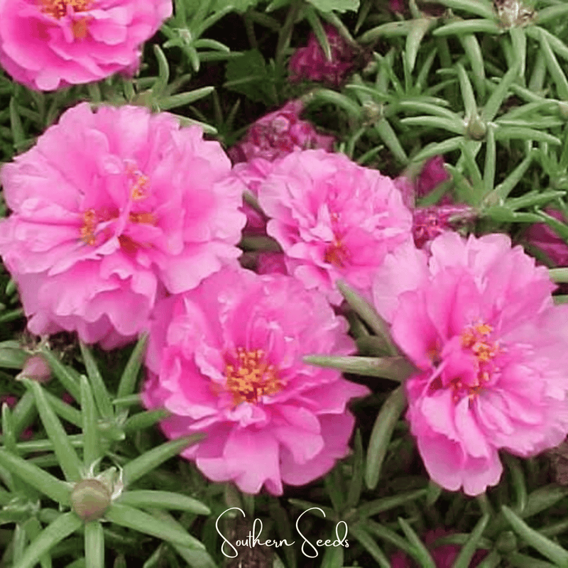 Load image into Gallery viewer, Pink Moss Rose – 250 Seeds
