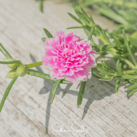 Pink Moss Rose – 250 Seeds, additional product view 2