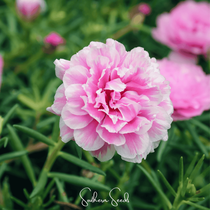 Load image into Gallery viewer, Pink Moss Rose – 250 Seeds
