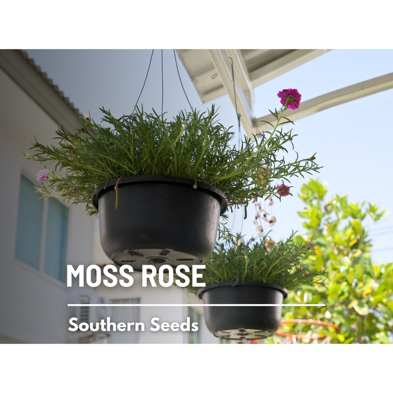 Load image into Gallery viewer, Pink Moss Rose – 250 Seeds
