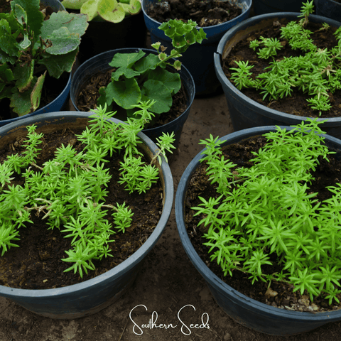 Red Moss Rose – 250 Seeds, additional product view 2