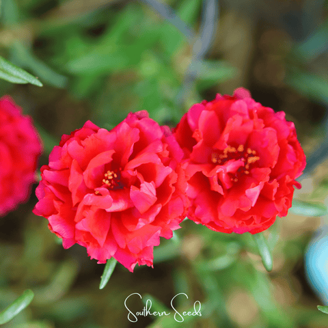 Red Moss Rose 250 Seeds